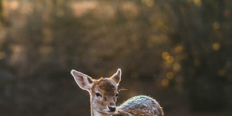 潍坊测绘新篇章：多源遥感影像如何革新农作物种植监测与产量预估